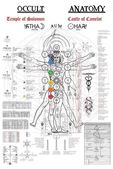 The occuk anatomy of man pdf